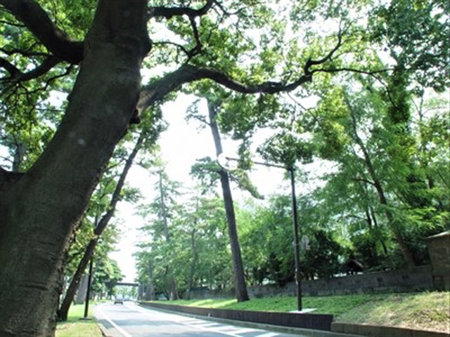 旧東海道松並木（大磯）